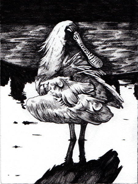"Spoonbill," ink drawing with handmade barnwood frame